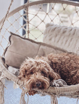 gorgeous puppy relaxing on an Ivory and Deene hammock chair